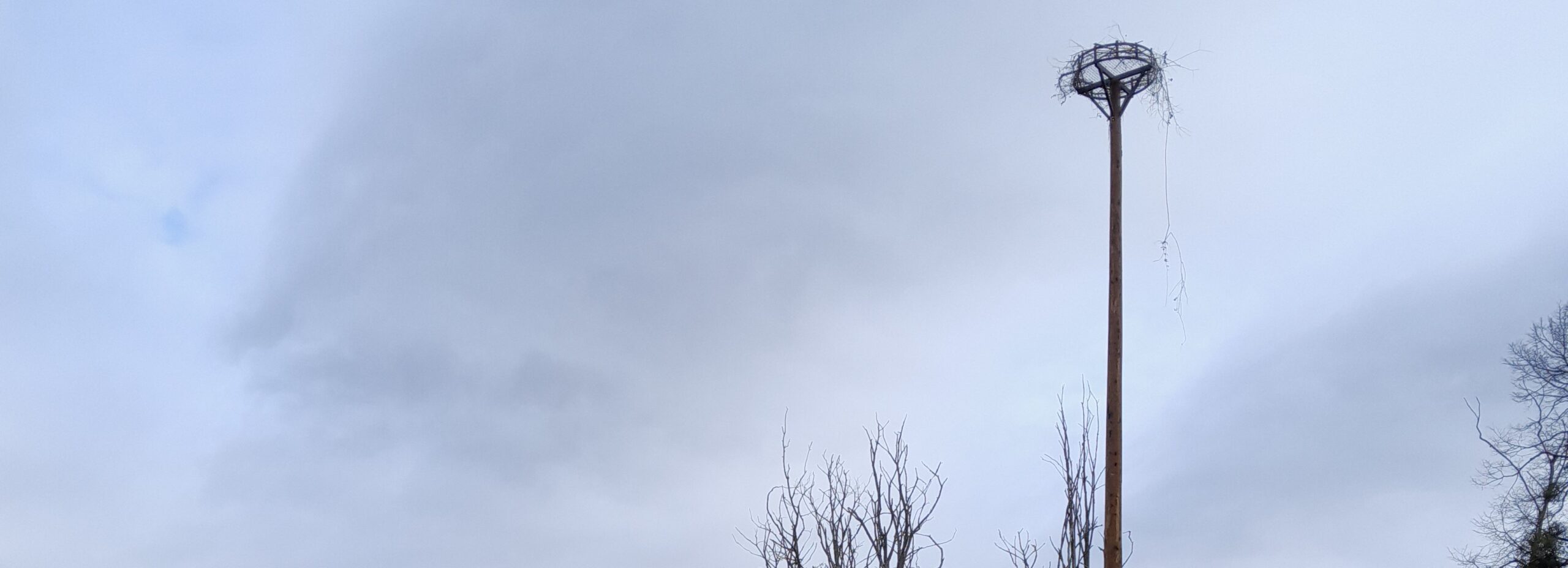 Lire la suite à propos de l’article Installation de mâts à cigognes : une action concrète pour la biodiversité locale